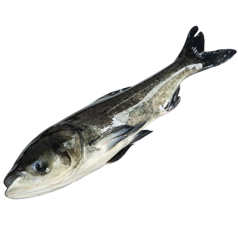 千岛鼎淳有机鱼有机鱼头千岛湖鱼新鲜整条整鱼原生态有机12-12.5斤包头鱼