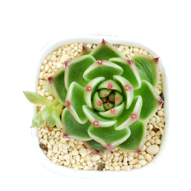 津沽园艺花卉绿植盆栽多肉植物小盆栽 含苗送盆土多品种可选 桌面绿植花卉买四套送木托