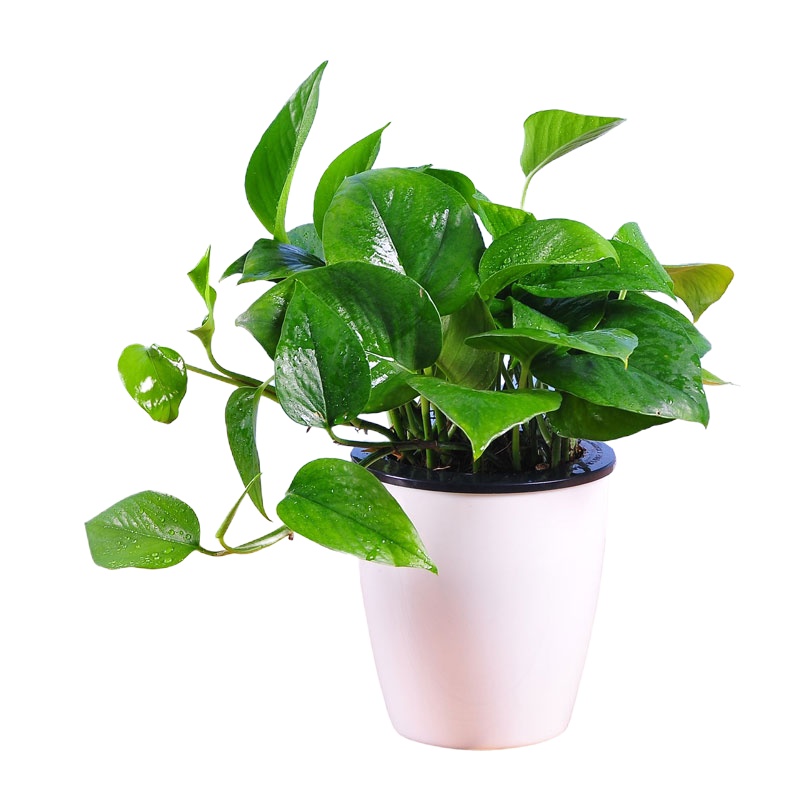 世纪奥桥 室内花卉盆栽净化空气办公室花卉观叶盆栽 绿萝 含盆